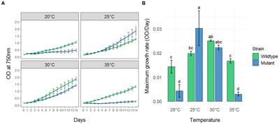 Impact of temperature on the temporal dynamics of microcystin in Microcystis aeruginosa PCC7806